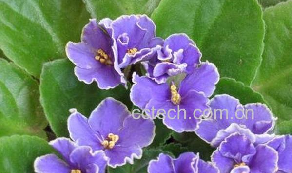 果蔬百科非洲紫罗兰-0