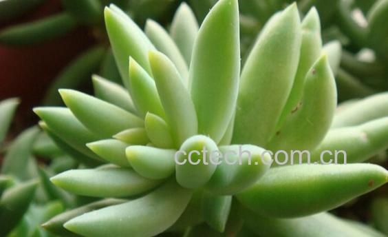 果蔬百科翡翠景天-0