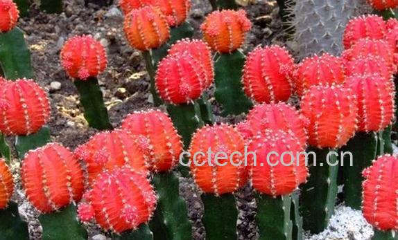 果蔬百科绯牡丹-0