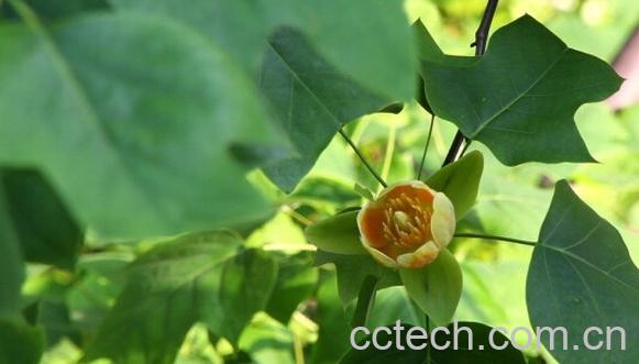 果蔬百科鹅掌揪-0