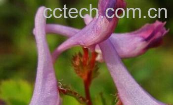 果蔬百科穆坪紫堇-0