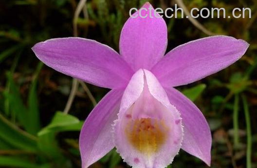 果蔬百科二叶独蒜兰-0