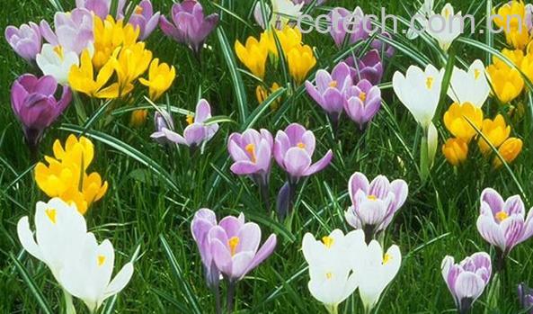 果蔬百科番红花-0