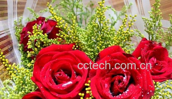 果蔬百科如何挑选好的玫瑰花-0