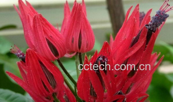 果蔬百科多花孔雀葵-0