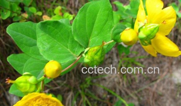 果蔬百科多蕊金丝桃-0