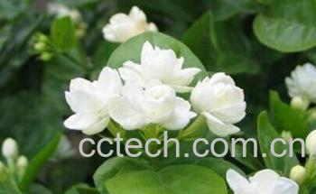 果蔬百科茉莉-0