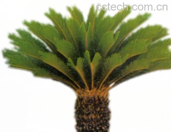 果蔬百科棕榈-0