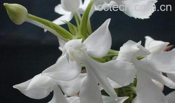 果蔬百科鹅毛玉凤兰-0