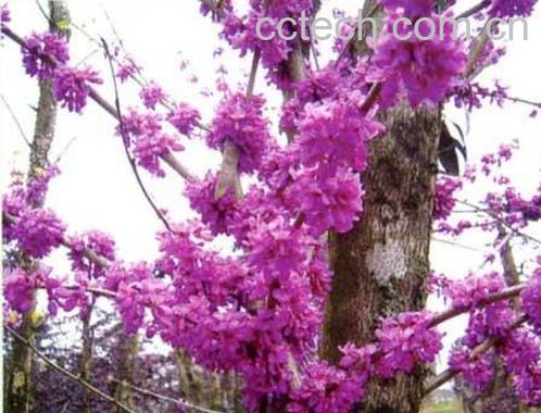 果蔬百科紫荆花-0