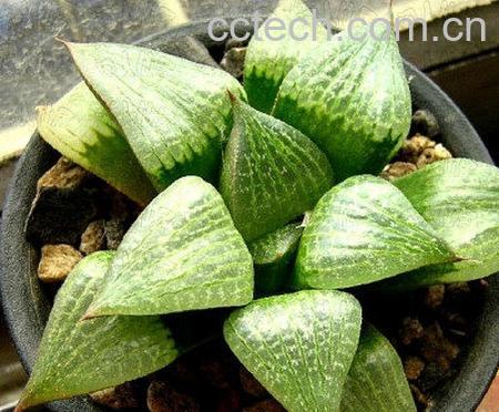 果蔬百科水晶掌-0