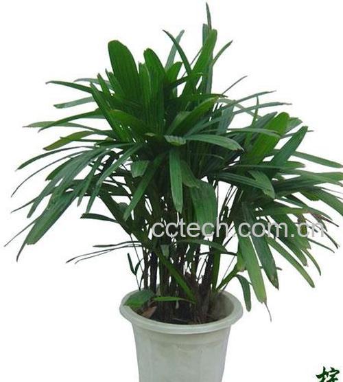 果蔬百科棕竹-0