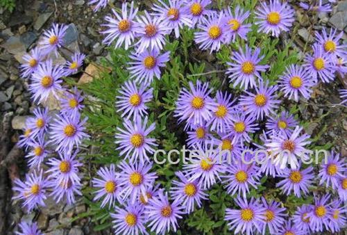 果蔬百科紫菀-0