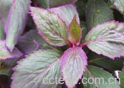 果蔬百科紫鹅绒-0