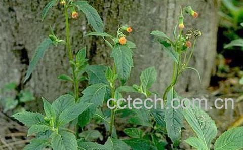 果蔬百科昭和草-0