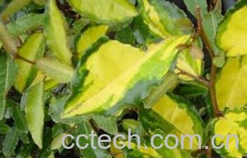 果蔬百科金心胡颓子-0