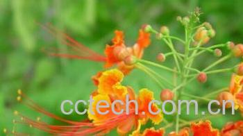 果蔬百科金凤花-0