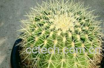 果蔬百科金琥-0