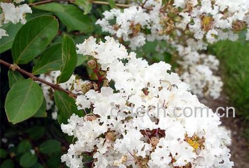 果蔬百科紫薇-0