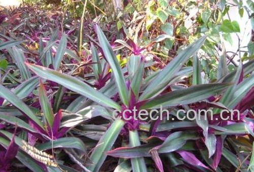 果蔬百科紫背万年青-0