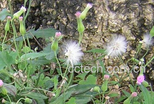 果蔬百科紫背草-0