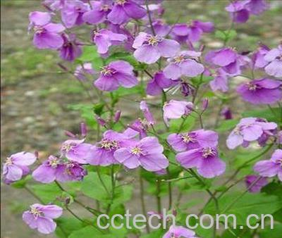 果蔬百科诸葛菜-0