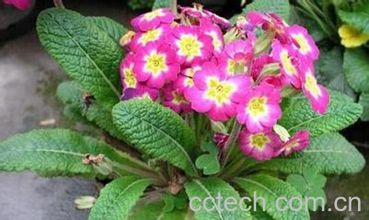 果蔬百科多花报春-0