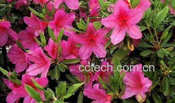 果蔬百科杜鹃-0