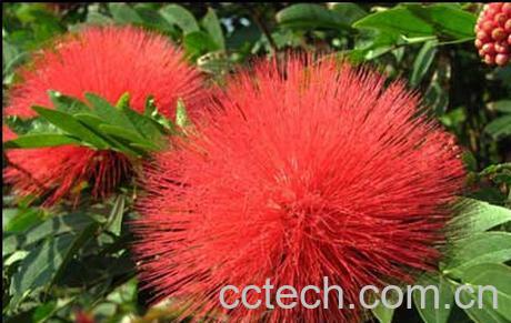 果蔬百科朱缨花-0