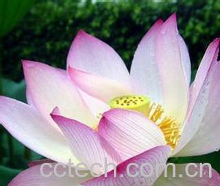 果蔬百科朱顶红-0