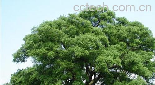 果蔬百科樟木-0