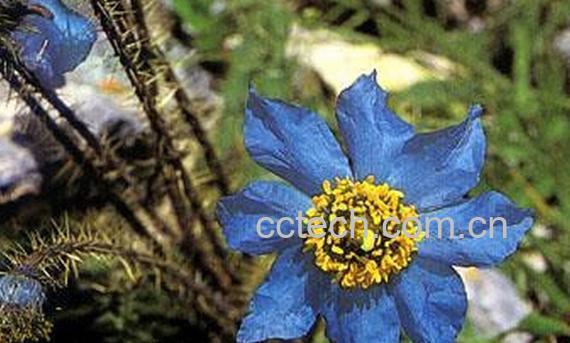 果蔬百科多刺绿融蒿-0