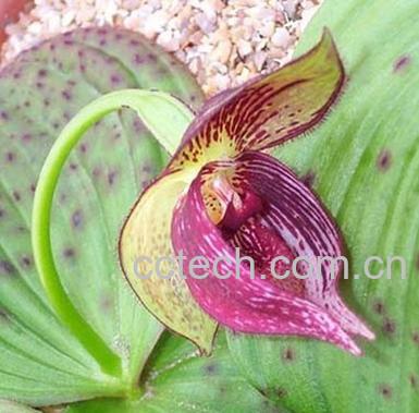 果蔬百科云南杓兰-0