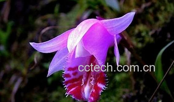 果蔬百科独蒜兰-0