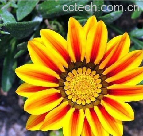 果蔬百科勋章花-0