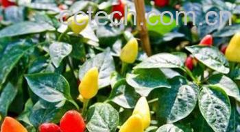 果蔬百科观赏椒-0