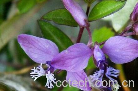 果蔬百科瓜子金-0