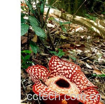 果蔬百科大王花-0