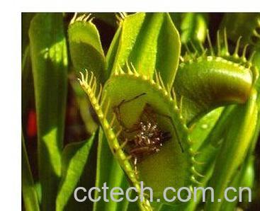 果蔬百科食虫草-0