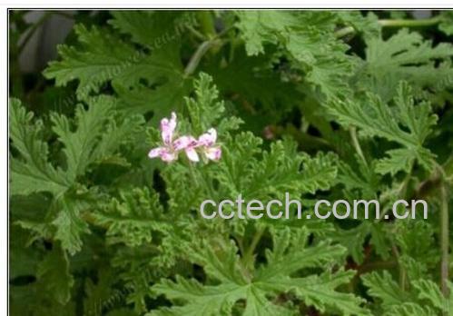 果蔬百科蚊净香-0