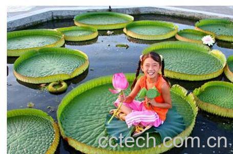 果蔬百科王莲-0