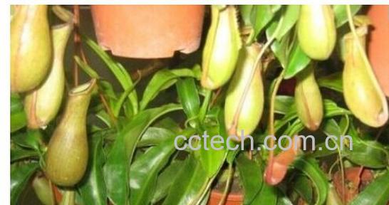 果蔬百科猪笼草-0