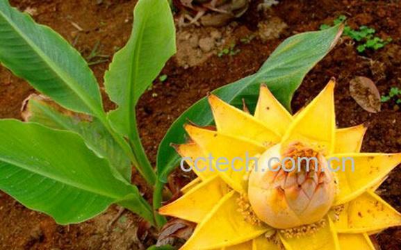 果蔬百科地涌金莲-0