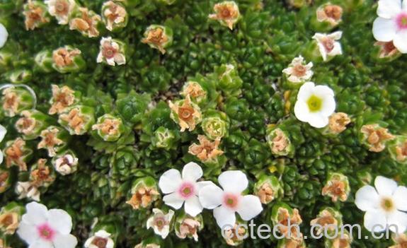 果蔬百科垫状点地梅-0