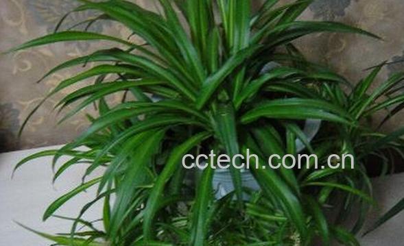 果蔬百科吊兰-0