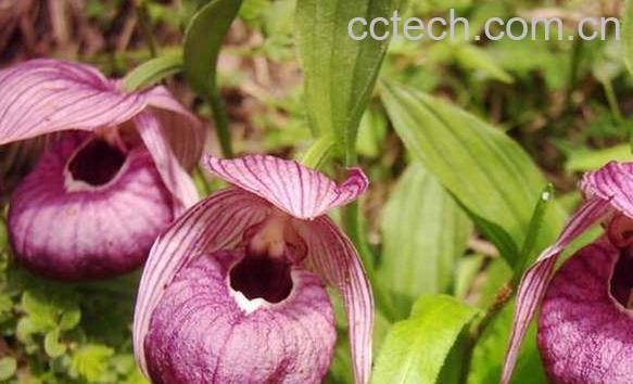 果蔬百科带叶兜兰-0