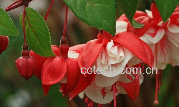 果蔬百科倒挂金钟-0