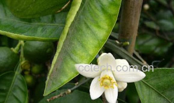 果蔬百科代代花枳-0