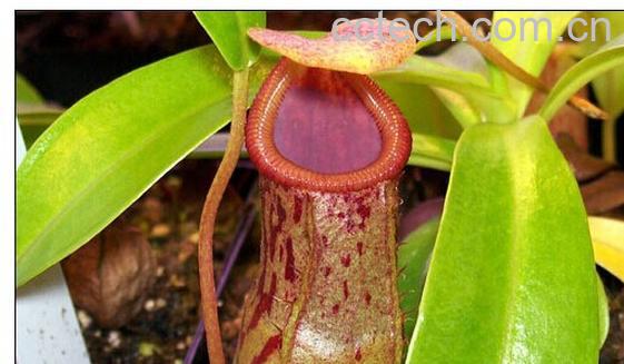 果蔬百科猪笼草-0