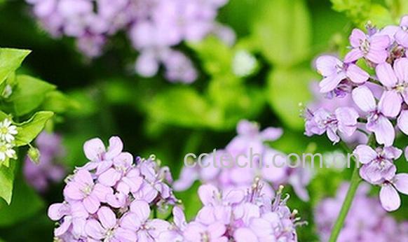 果蔬百科大叶碎米荞-0